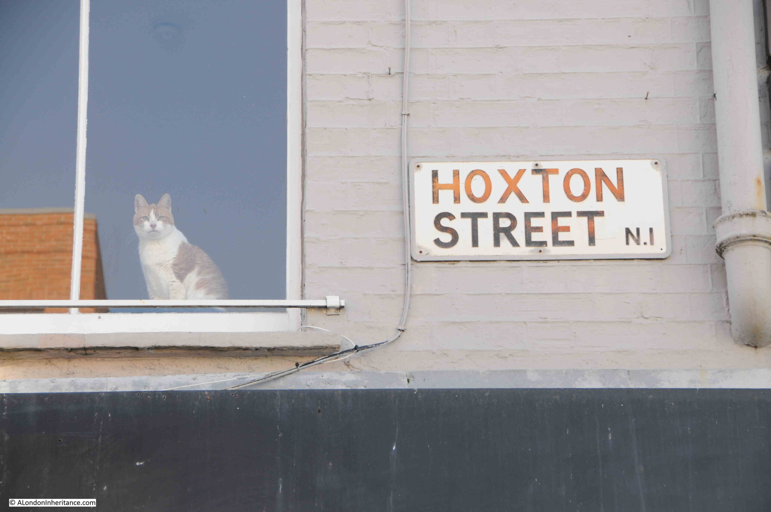 Hoxton Street cat
