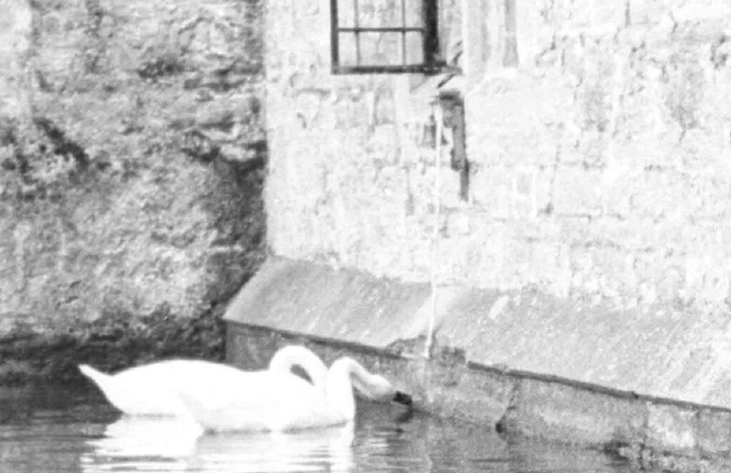 Swans pulling the bell at Bishop's Palace